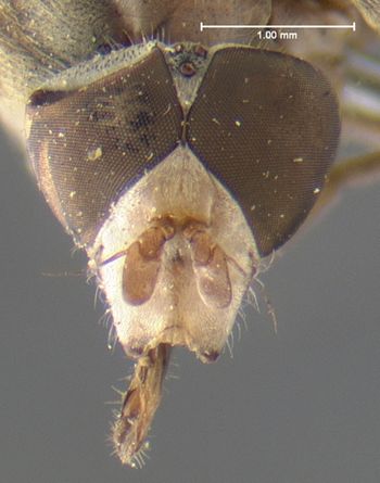 Media type: image;   Entomology 13144 Aspect: head frontal view